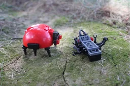 (G) - The Ladybug vs. The Larva