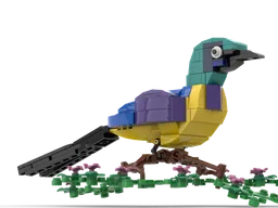 Golden Breasted Starling