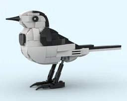 White Wagtail