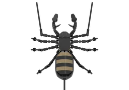 Vinegaroon (Uropygi Order)