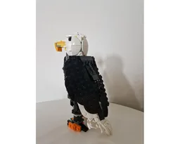 Bald Eagle