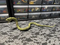 Ancient Basilisk