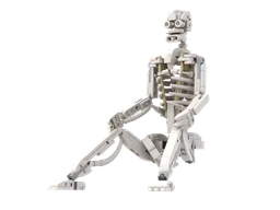 Human skeleton
