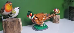Pheasant