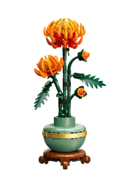 Chrysanthemum