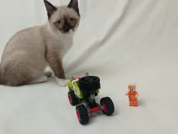 stunt truck