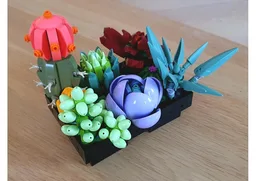 Potted Succulents