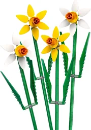Daffodils
