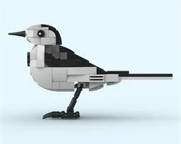 White Wagtail