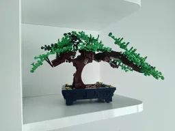 Bonsai Tree