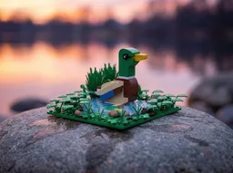 Mallard reflecting on water