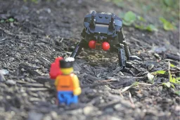 The Black Ox Beetle