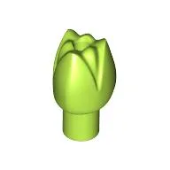 Plant, Flower, Tulip / Lime