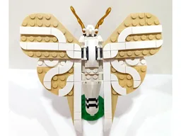 Insect Collection