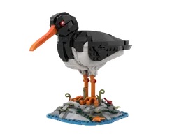 Oystercatcher