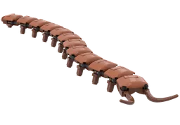 Caribbean Velvet Worm (Epiperipatus broadwayi)