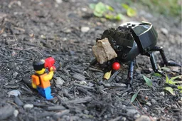 The Black Ox Beetle