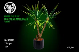 Dracaena Marginata (Dragon Tree)
