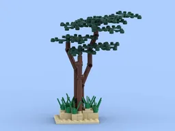 Beach Pine Trees
