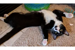 Tuxedo Cat