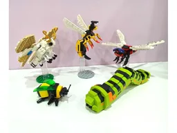 Insect Collection
