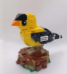 American Goldfinch