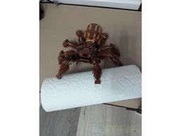 RSA Tarantula