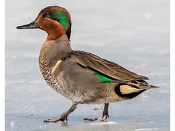 Green winged teal