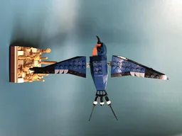 Barn Swallow