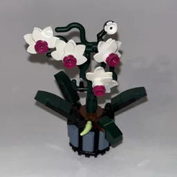 Micro Orchid