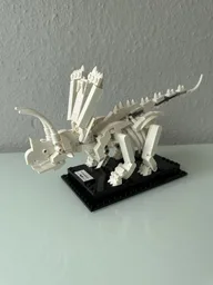 Pentaceratops Fossil