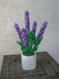 Lavender (BT021)