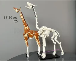 Giraffe skeleton