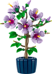 Hibiscus