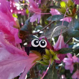 Bug