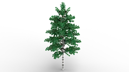 Quaking Aspen
