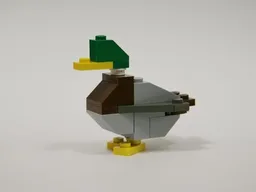 Mallard Male