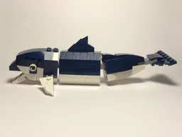Dusky dolphin