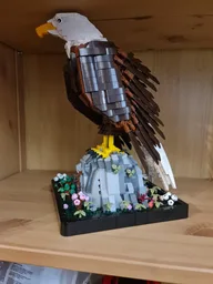 Bald Eagle