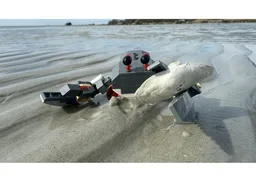 Crab 31381