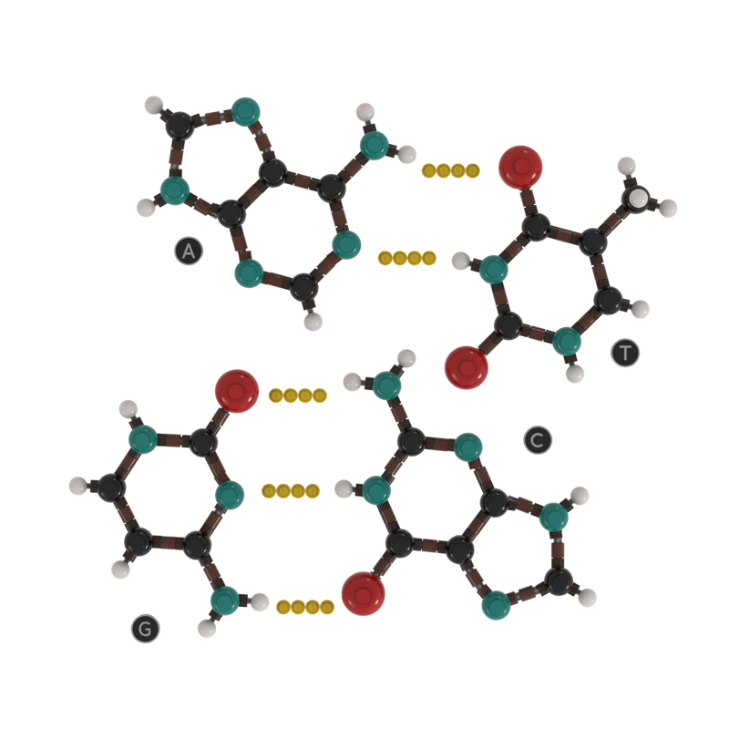 Lego Chemistry - DNA base pairs