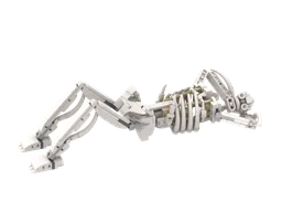 Human skeleton