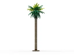 Palm Tree