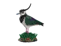 Northern Lapwing