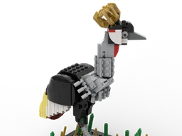 Grey Crowned Crane